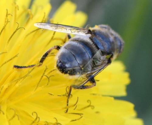 Réf. 247 253 : Eristalinus aeneus